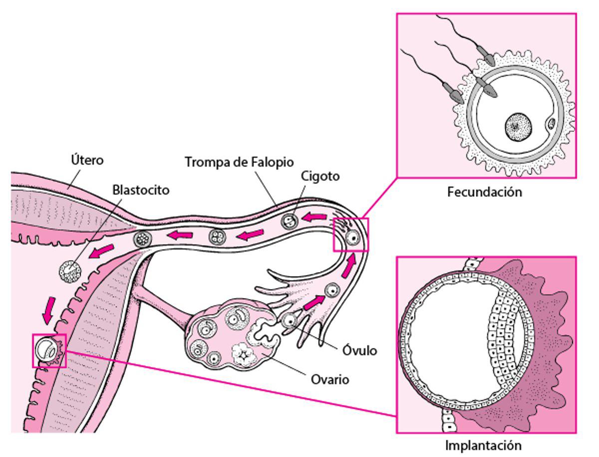 Etapa germinal del desarrollo prenatal