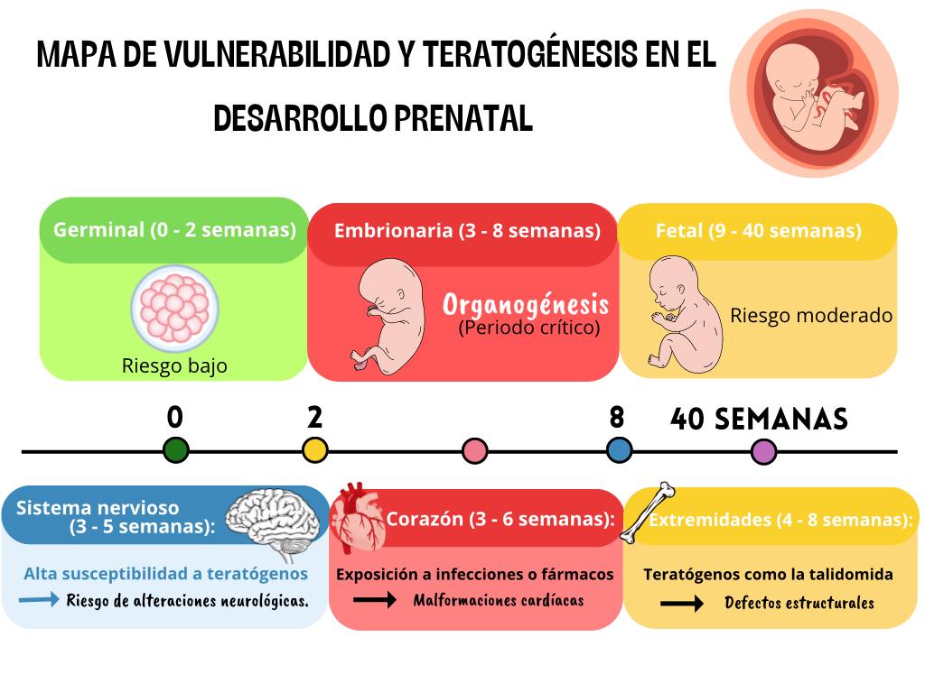 Mapa de vulnerabilidad del desarrollo prenatal y efecto de teratógenos